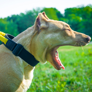 Dog Yawing Signal Why Dog Yawns