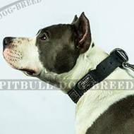 Military Dog Collar for American Staffordshire