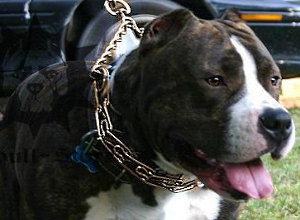 Prong Collar for Pitbull