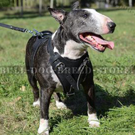 Protection Dog Harness for Bull Terrier Attack and Agitation