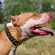 Leather Dog Collar with Nickel Pyramids for Pitbull Walking