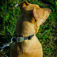 Quick-Release Dog Collar for Training In Any Weather