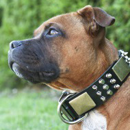 Magnificent Pitbull Collar with Brass Massive
Plates and Spikes