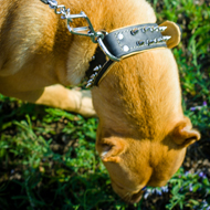 Dog Smells the Ground Why
Pitbull Smells the Ground
