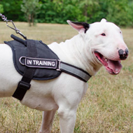 Bull Terrier Harness UK