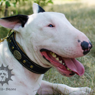 Royal Dog Collar for Bull Terrier, Nappa-Lined Leather