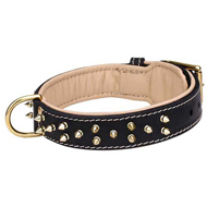 Royal Dog Collar for Walks in Style with Noble Pitbull