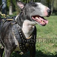 Royal Dog Harness for English Bull Terrier, Luxury Style