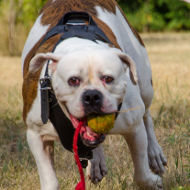 Dog Toy
Ball UK