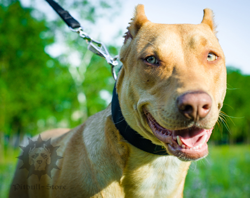 Dog Collar of Nylon UK