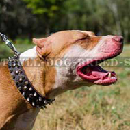 Spiked & Studded Leather Dog Collar for Impressive Walks