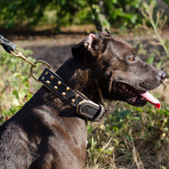 Staffy with Collar and Lead Collar and Lead on Staffy