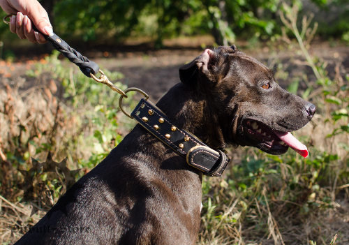 dog collar for staffy uk