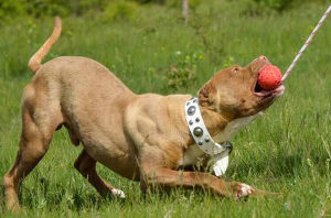 Staffy Dog Ball