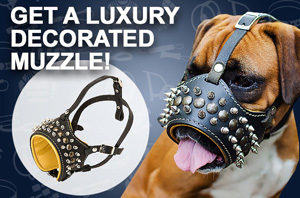 Staffy Muzzle for Sale