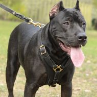 Best Strong Dog Harness of Padded Leather for
Pitbull