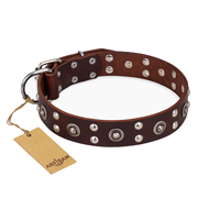 "Pirate Treasure" FDT Artisan Studded Dog Collar in Brown