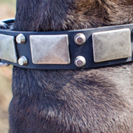 Leather Dog Collar with Nickel Plates and Studs