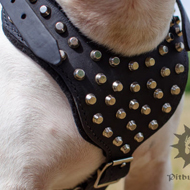 Studded Leather Dog Harness Padded for English Bull Terrier