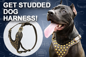 Pitbull Harness for Sale