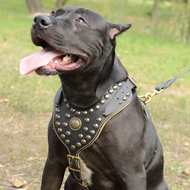 Royal Studded Dog Leather Harness for Pitbull,
UK Exclusive