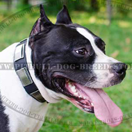 Stylish Leather Amstaff Collar with Nickel Plates
Decoration