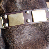 Pitbull Gorgeous Leather Collar with Brass Plates and Pyramids