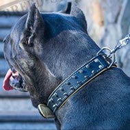 Thick Collar for Cane Corso, Two-Layer Leather with Spikes
