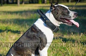 Thick Dog Collars for Pitbulls