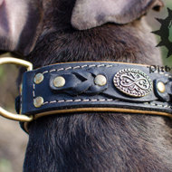 Bestseller! Thick Leather Dog Collar for Pitbull of Royal Design