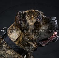 Training Collar for Cane Corso, Nylon with Quick-Release Buckle