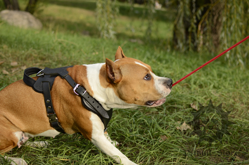 Amstaff and Toy