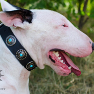 Vintage Dog Collar with Blue Stones for English Bull Terrier