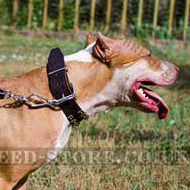 Studded Dog Collar of "Caterpillar" Design for Walks in Style