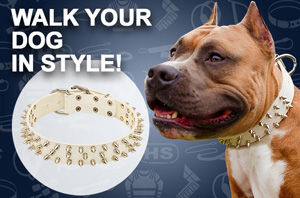 Buy Pitbull Collars for Sale