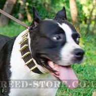 Extra Wide Leather Dog Collar with Brass Spikes for Amstaff