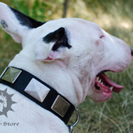 Bull Terrier Collar for Walking, Nylon with Nickel Plates