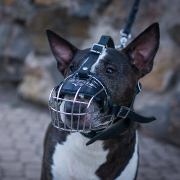 Practical Basket Bull Terrier Muzzle