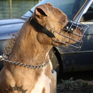 Wire Dog Muzzle for Staffordshire Bull Terrier
Walking