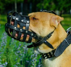 Choosing the Best Dog Muzzle