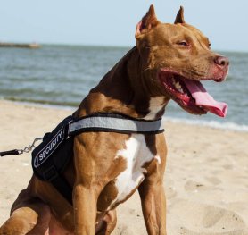 How to Choose a Proper Dog Harness for Your Pit Bull